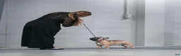 French Bulldog dogs for sale: Plankton  - Ad 8