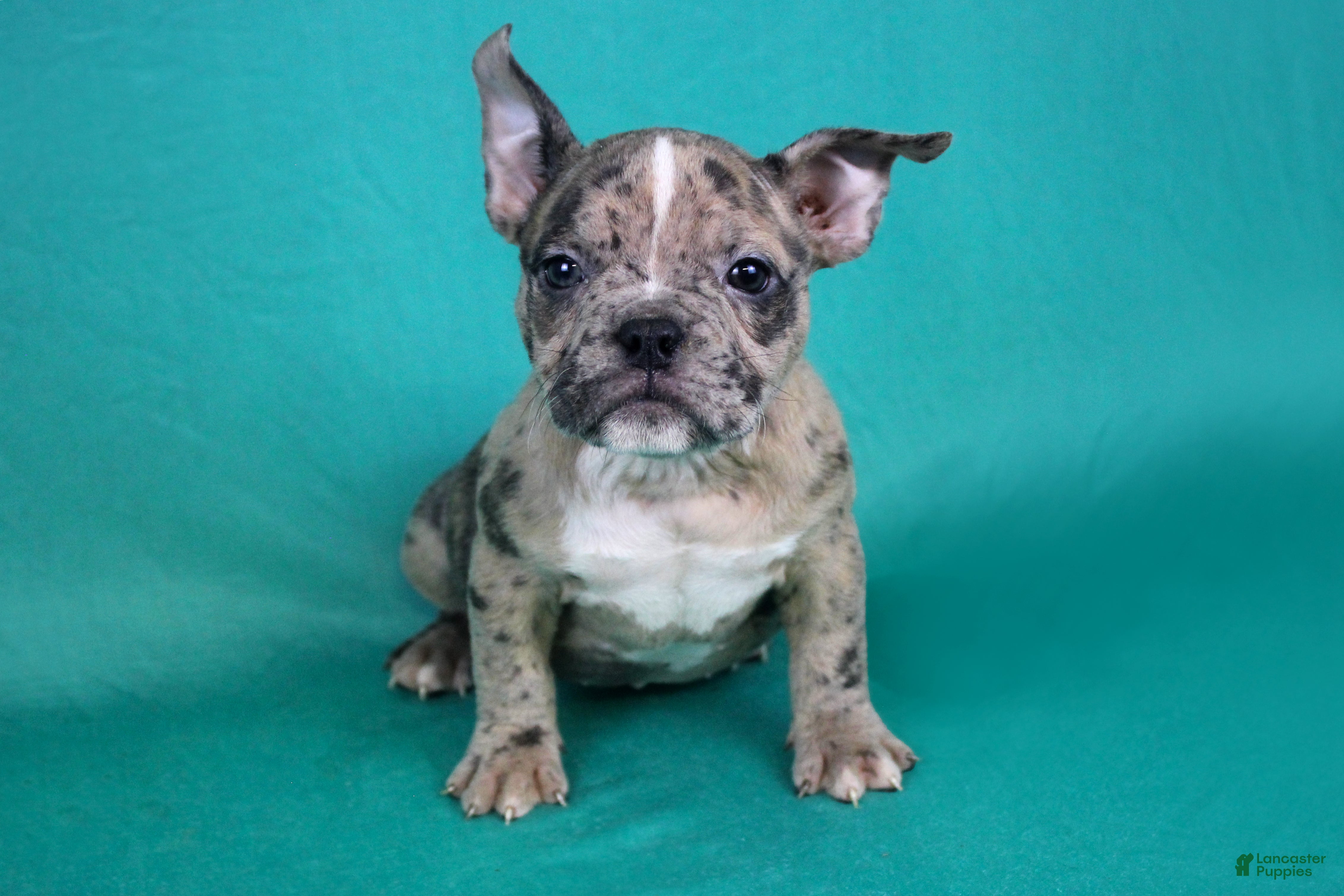 American Bully dogs Black Brindle Merle Female - Ad 1