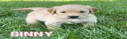 Golden Retriever dogs for sale: Ginny - Ad 1