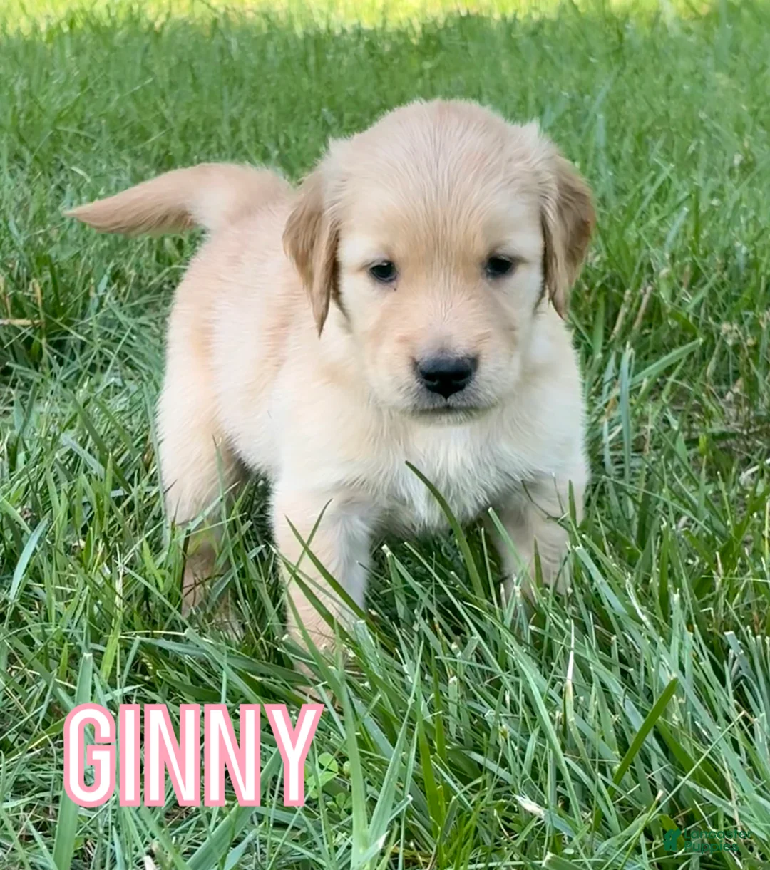 Golden Retriever dogs for sale: Ginny - Ad 1
