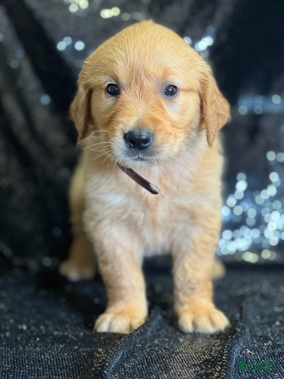Golden Retriever dogs for sale: Purple - Ad 1