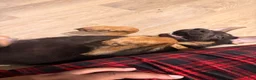German Shepherd dogs for sale: German Shepherd 1 - Ad 3