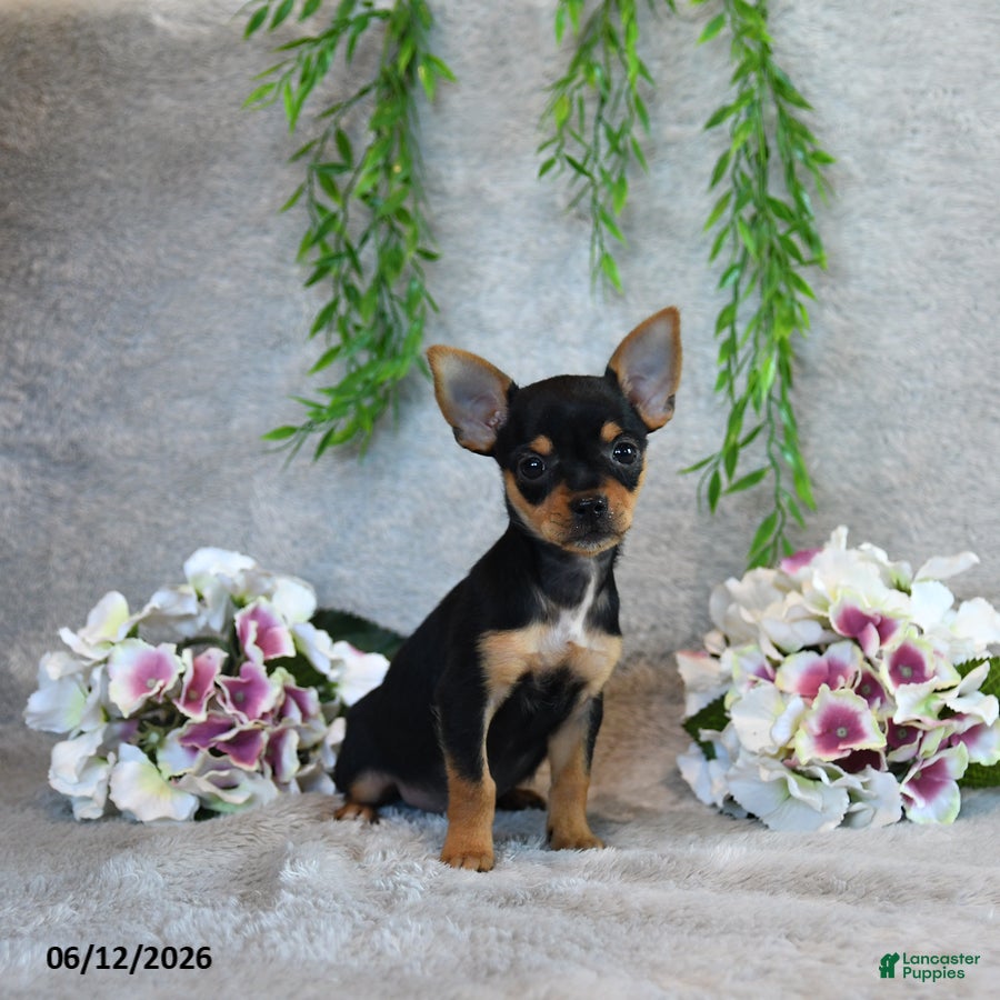 Chorkie dogs Grace - Ad 1
