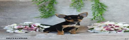 Chorkie dogs for sale: Grace - Ad 1