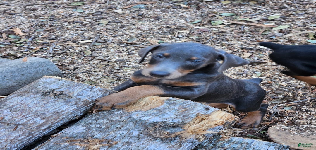 Gallery Image {{count}}