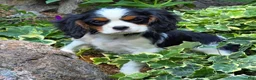 Cavalier King Charles Spaniel dogs for sale: Commet - Ad 4