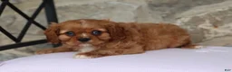 Cavalier King Charles Spaniel dogs for sale: Harley - Ad 5