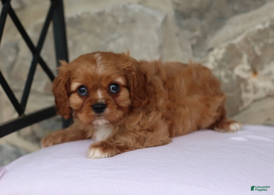 Cavalier King Charles Spaniel dogs for sale: Harley - Ad 5