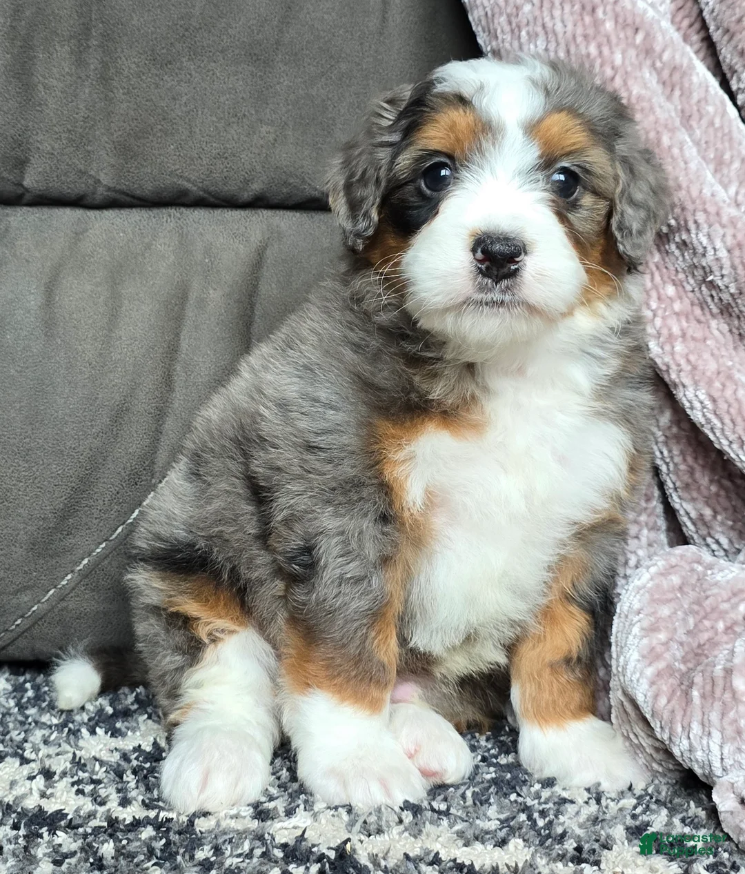 Mini Bernedoodle dogs for sale: Mini Alfie - Ad 10
