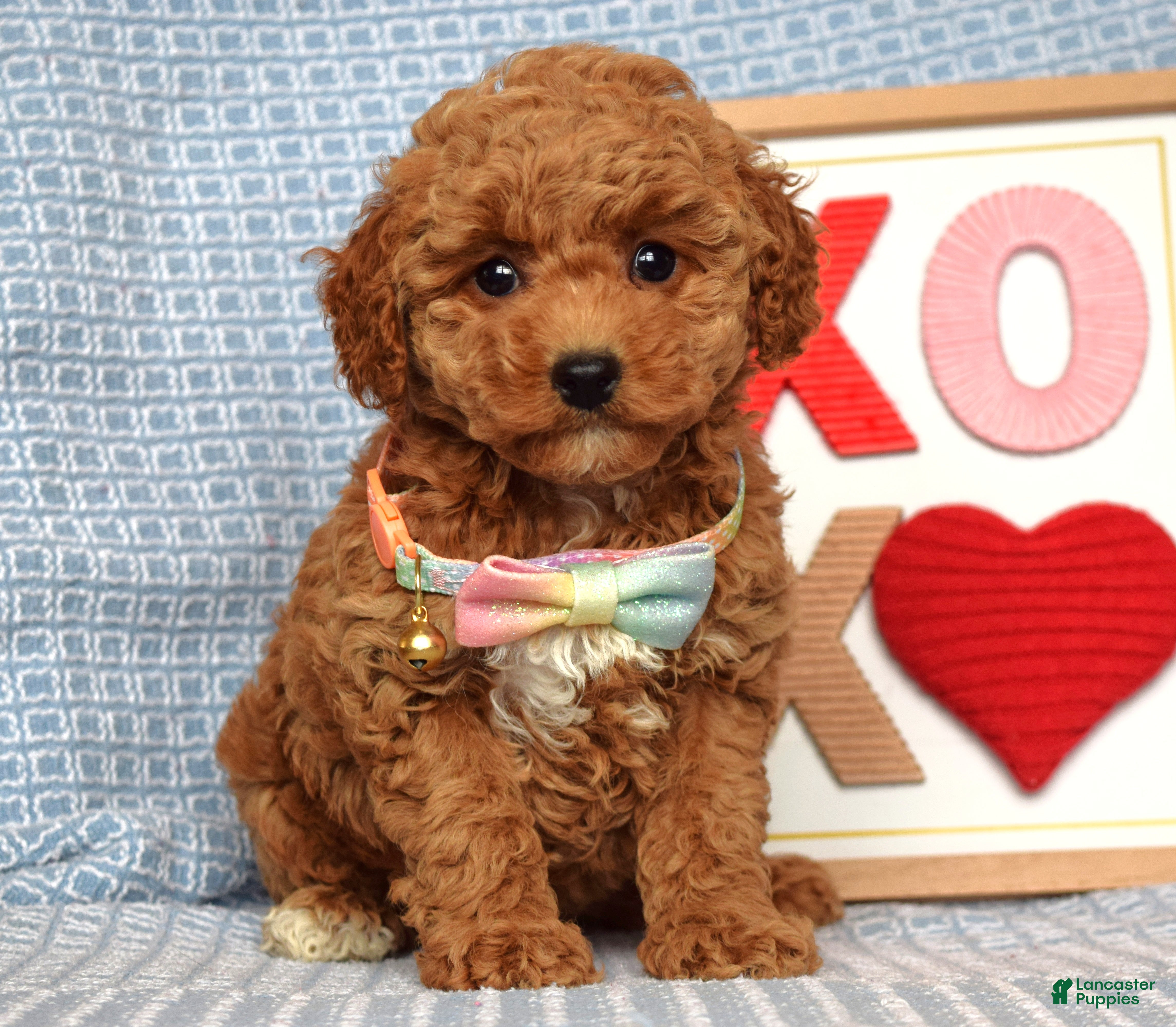 Toy Poodle dogs Piper - Ad 2