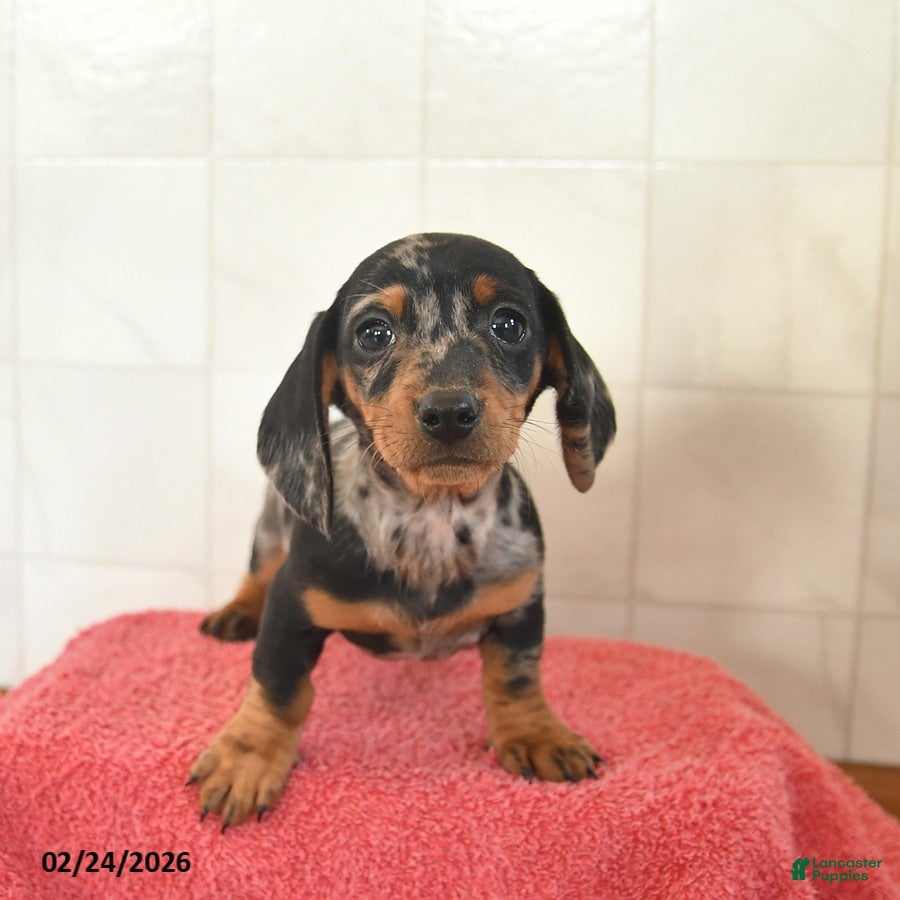 Miniature Dachshund dogs Felix  - Ad 1