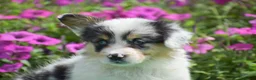 Welsh Corgi Pembroke dogs for sale: Jenna - Ad 5