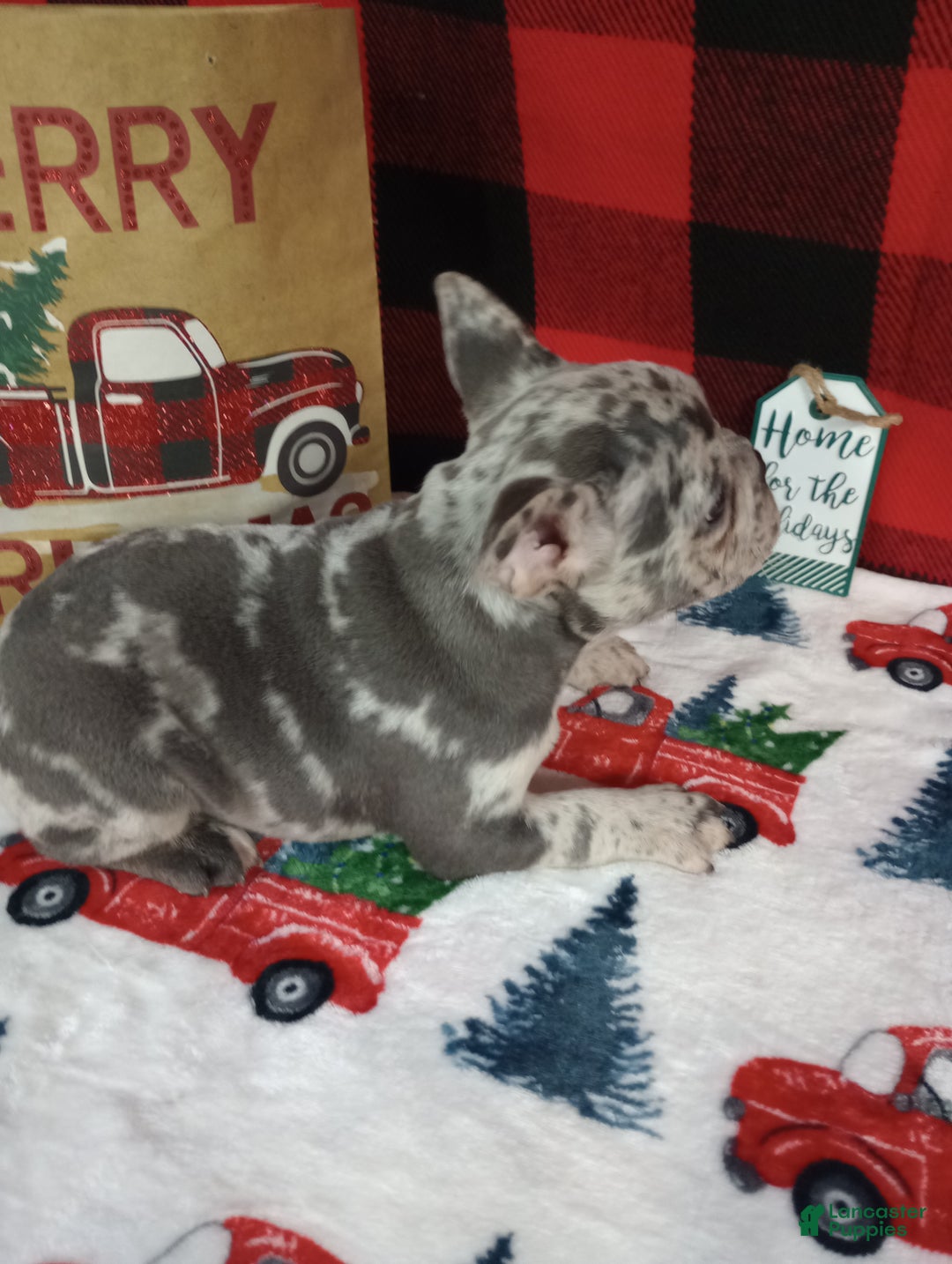 French Bulldog dogs for sale: Iyla  - Ad 7