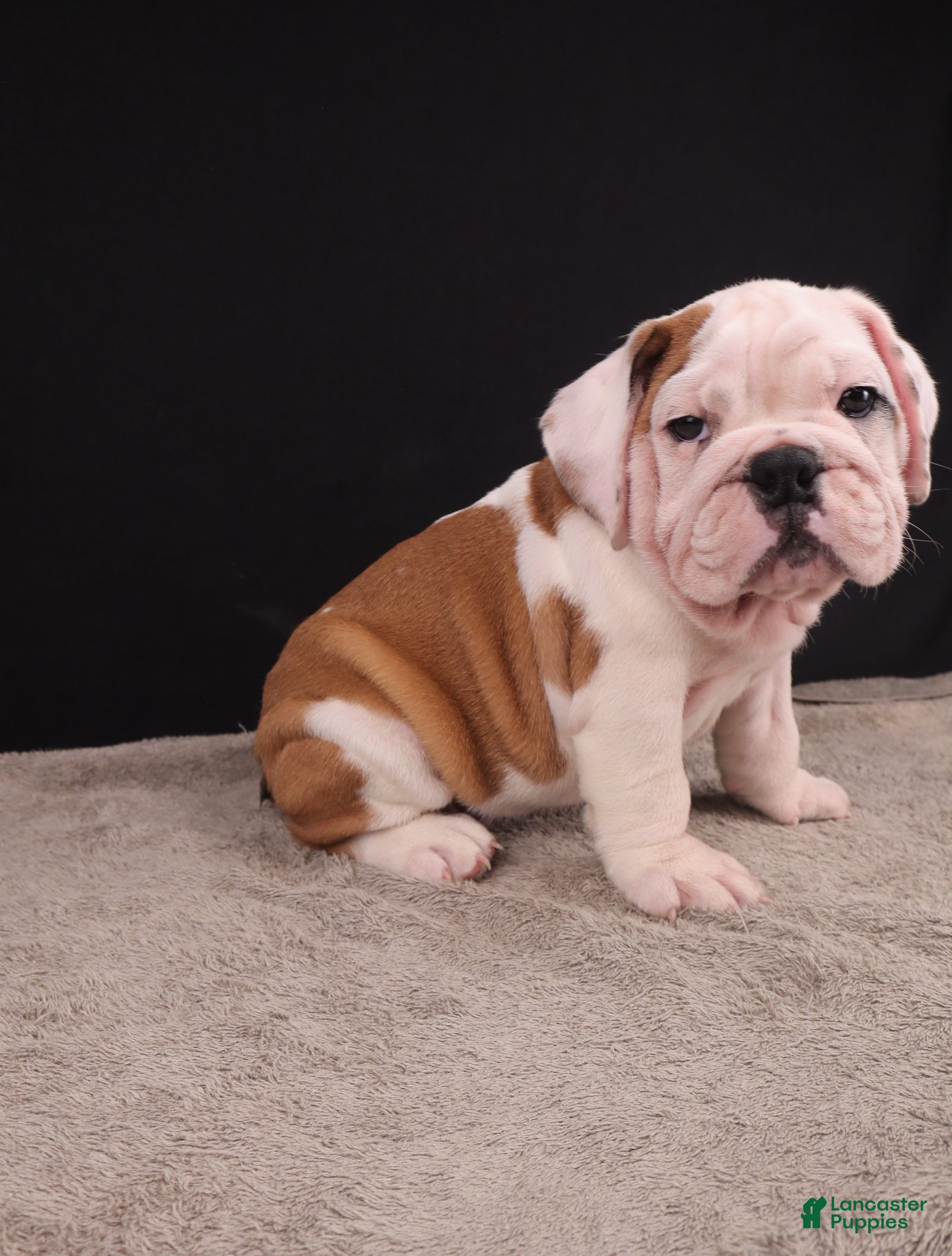 English Bulldog dogs Charlie  - Ad 2