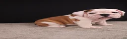 English Bulldog dogs for sale: Charlie  - Ad 2