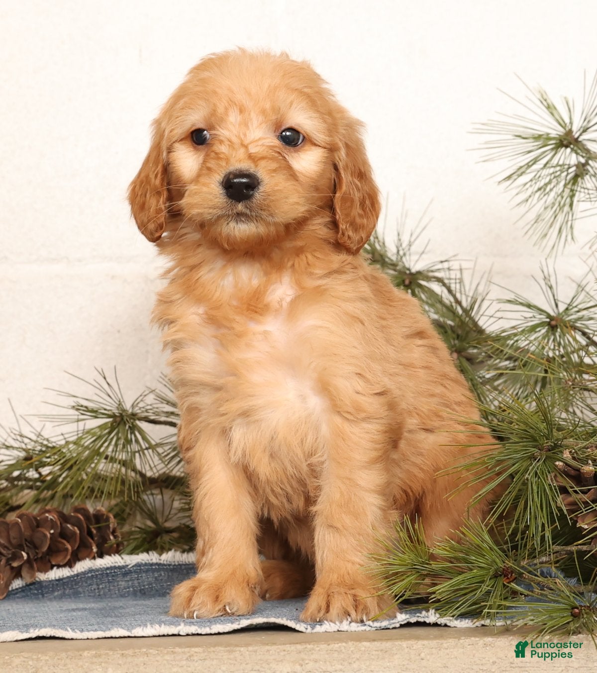 Mini Goldendoodle dogs Missy - Ad 2
