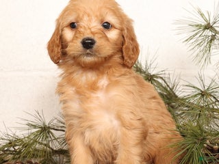 Mini Goldendoodle dogs Missy - Ad 2