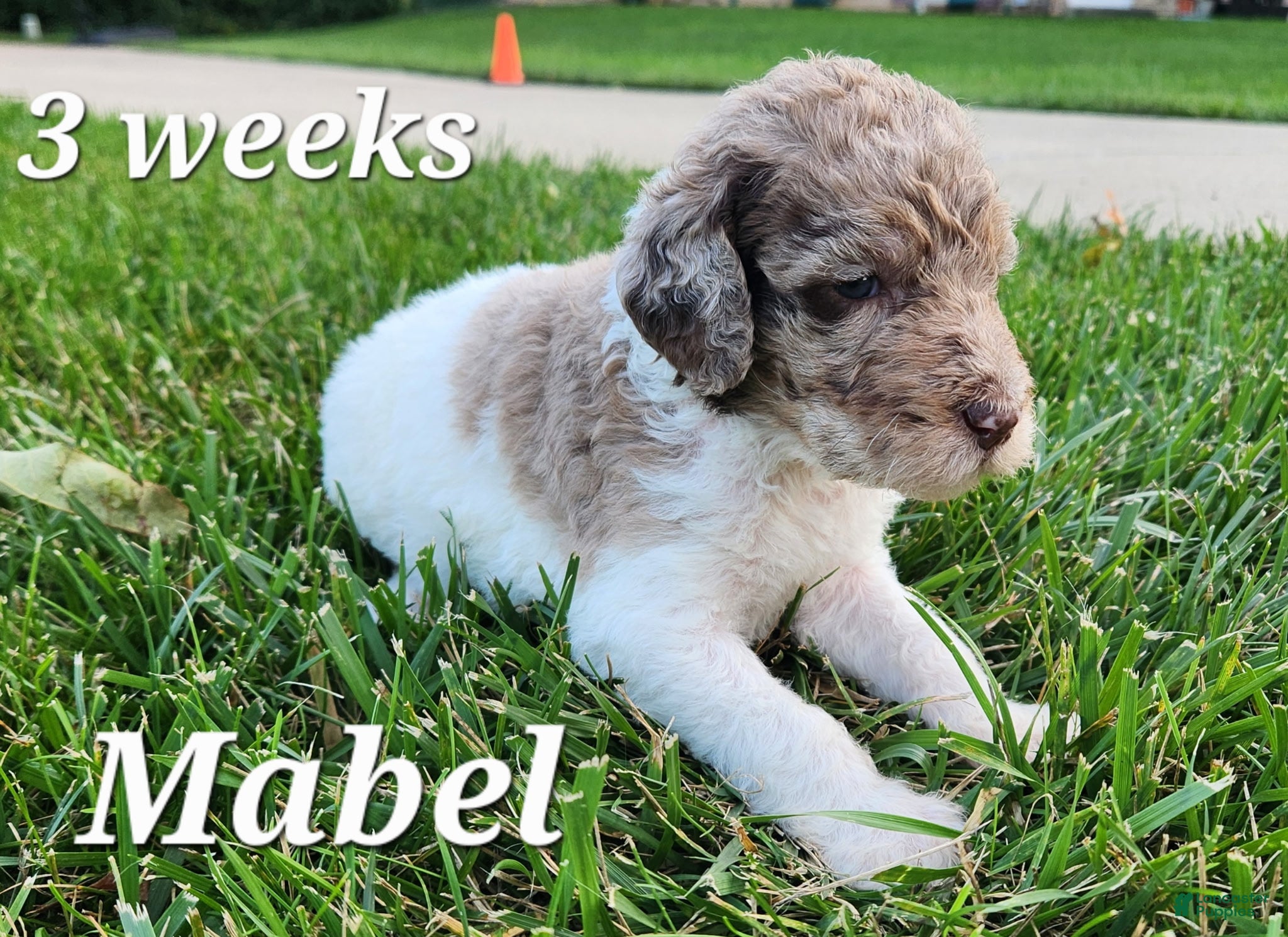 Labradoodle dogs Mabel - Ad 1