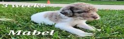 Labradoodle dogs for sale: Mabel - Ad 1