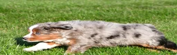 Miniature Australian Shepherd dogs for sale: Andre - Ad 15
