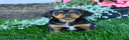 Mixed Breed dogs for sale: Trevor - Ad 2