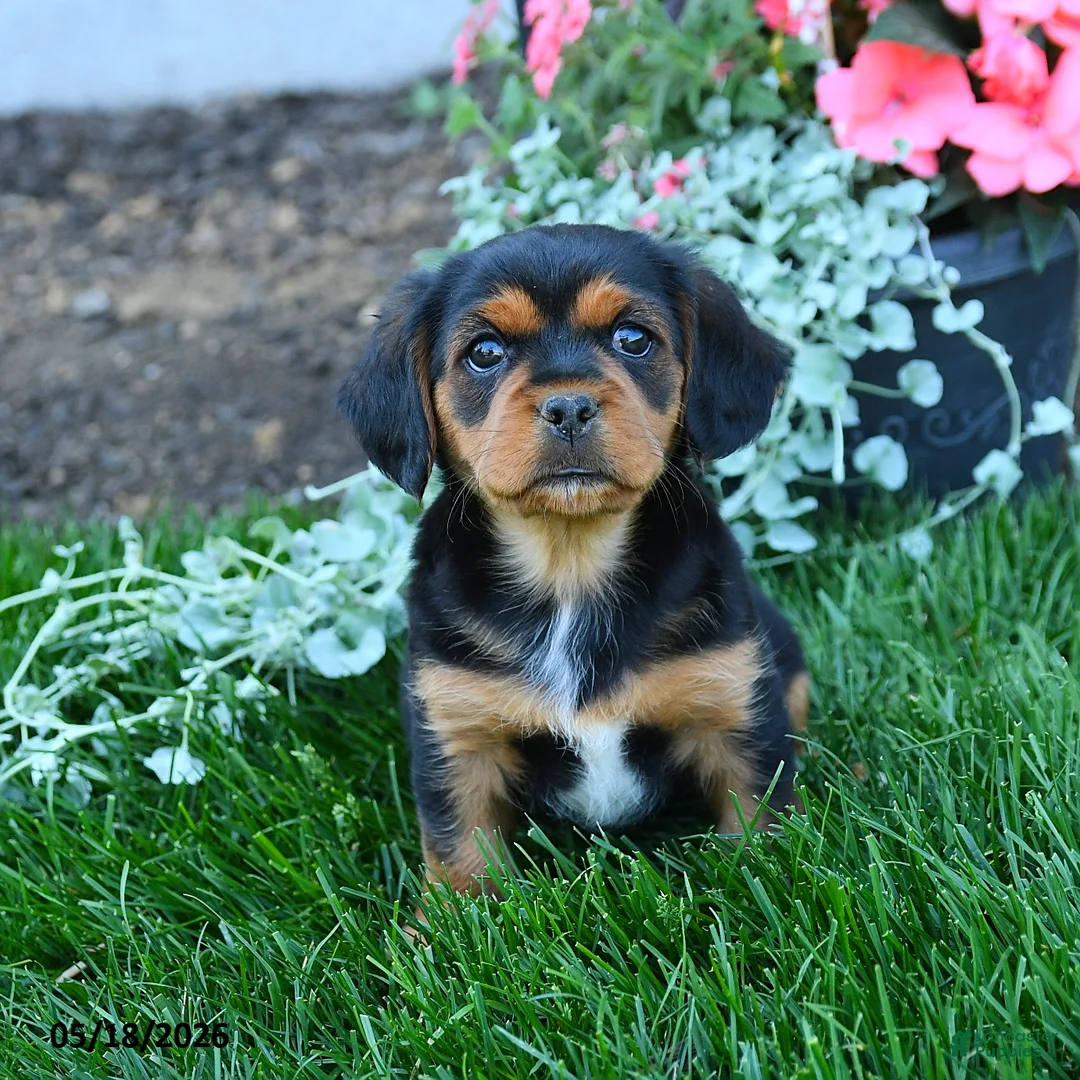 Mixed Breed dogs for sale: Trevor - Ad 2