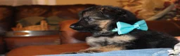 German Shepherd dogs for sale: Connie, light blue collar - Ad 3