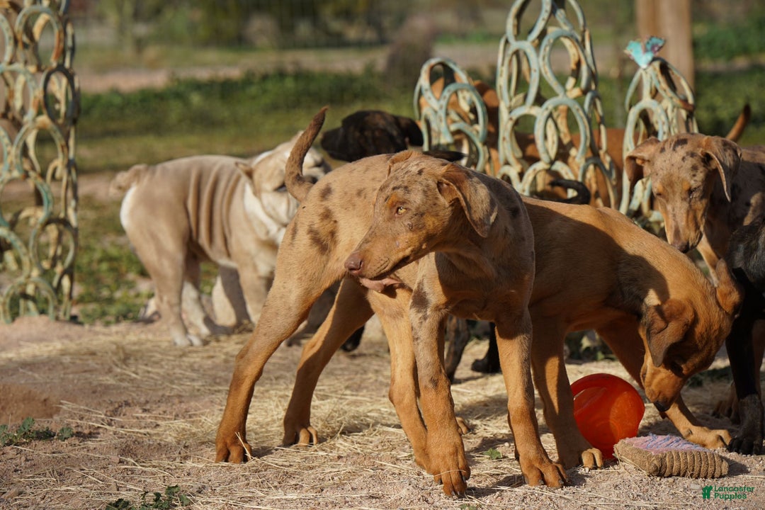 Mixed Breed dogs for sale: Lilac Fawn Merle M1 RT - Ad 25