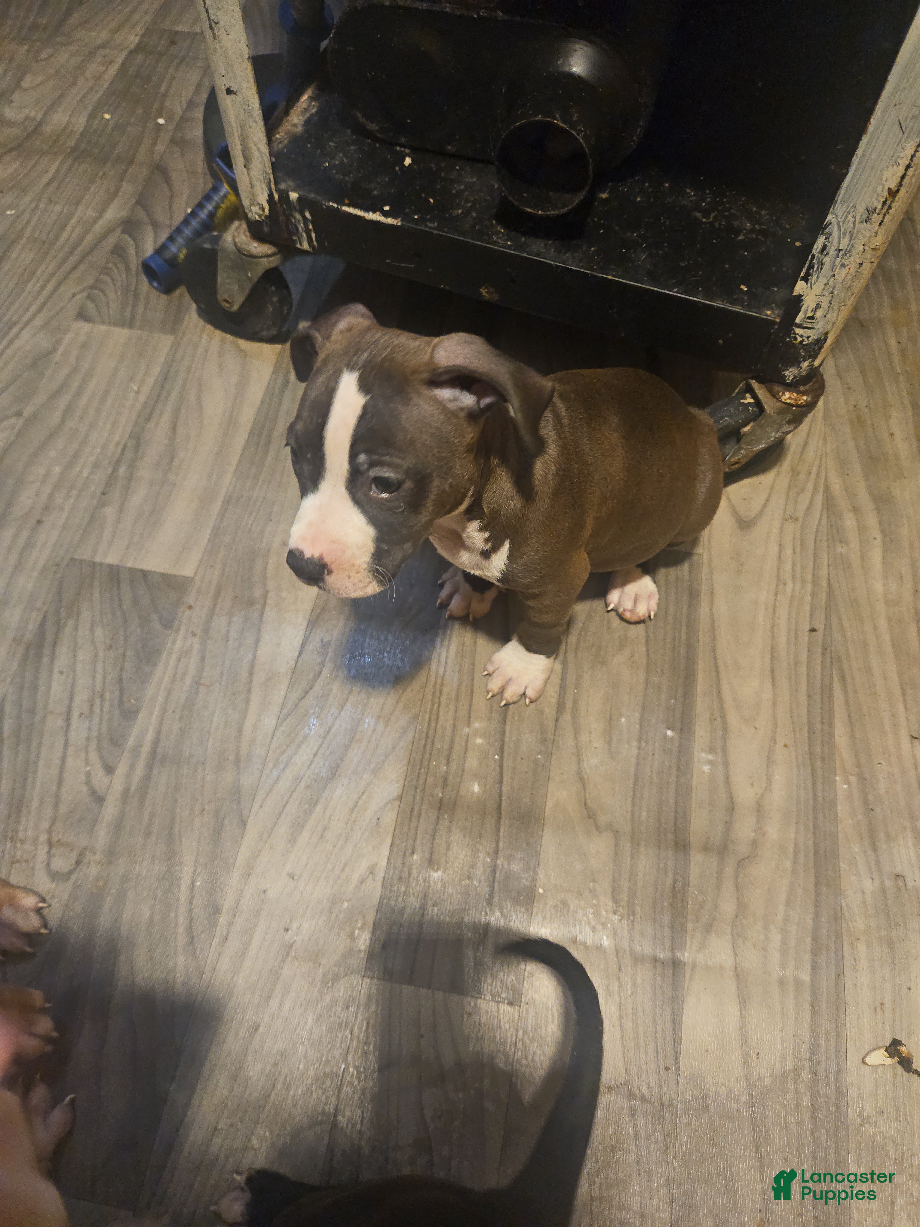 American Pit Bull Terrier dogs American Pit Bull Terrier 2 - Ad 31