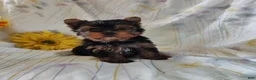 Yorkshire Terrier dogs for sale: Sunshine - Ad 3