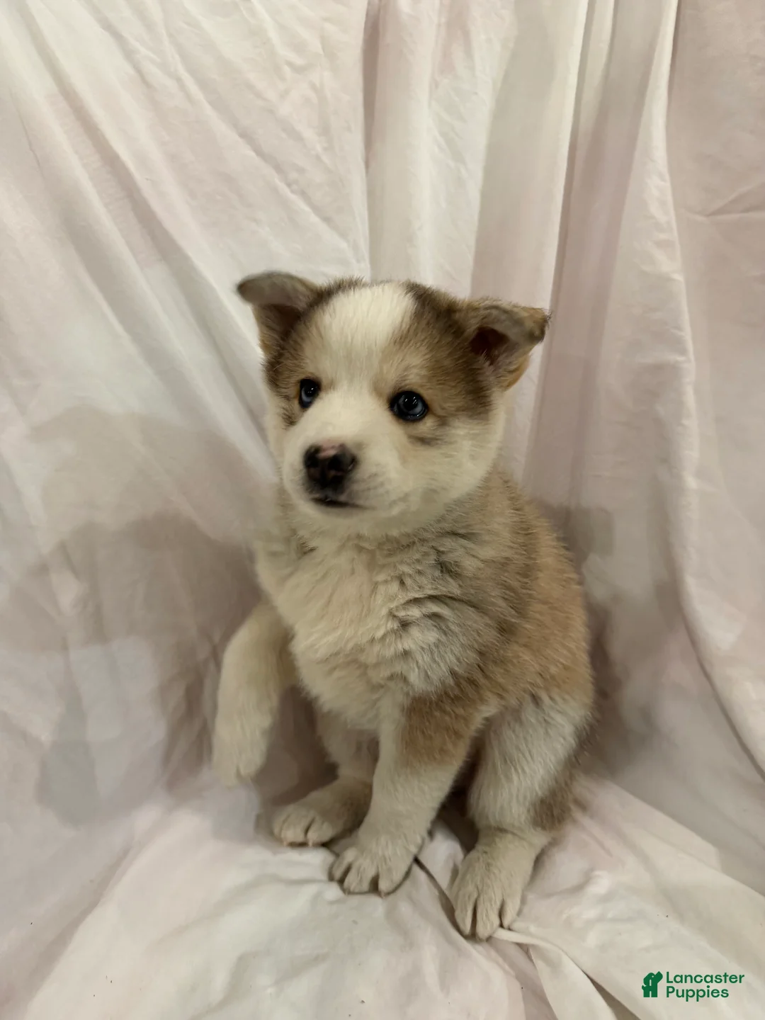 Pomsky dogs for sale: Hana - Ad 2