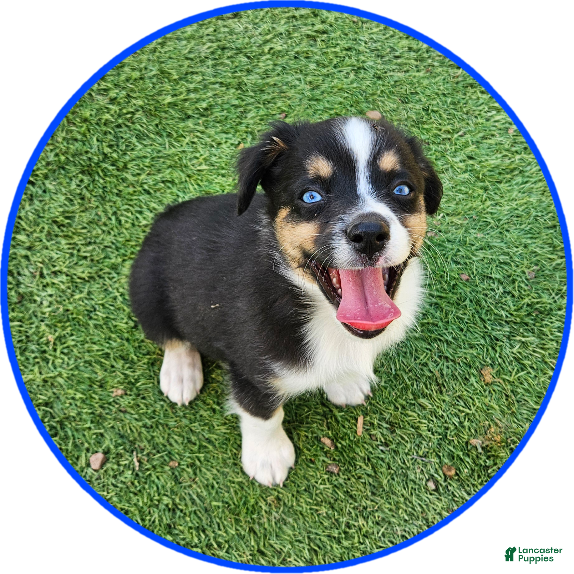 Australian Shepherd dogs Sammy - Ad 1