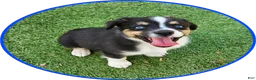Australian Shepherd dogs for sale: Sammy - Ad 1