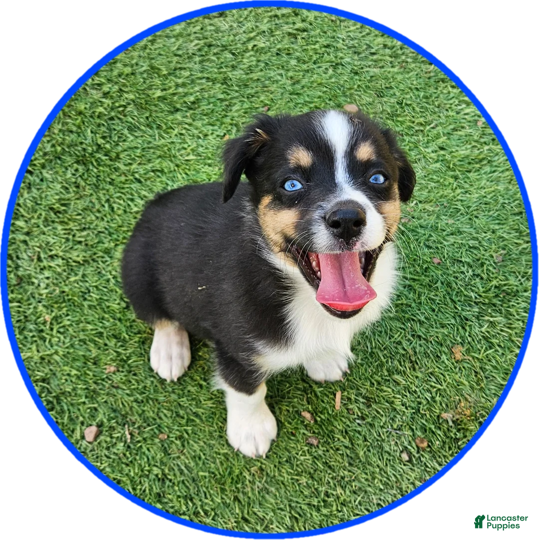Australian Shepherd dogs for sale: Sammy - Ad 1
