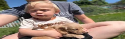 Miniature Dachshund dogs for sale: Cooper - Ad 16