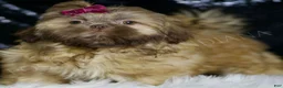 Shih Tzu dogs for sale: Gracie - Ad 5