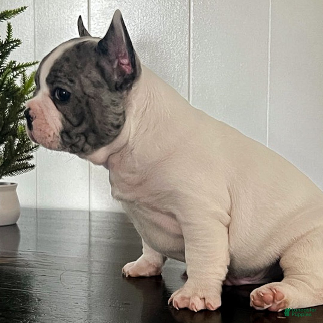French Bulldog dogs for sale: Omar - Ad 8