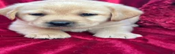 Labrador Retriever dogs for sale: Yellow Girl - Ad 7