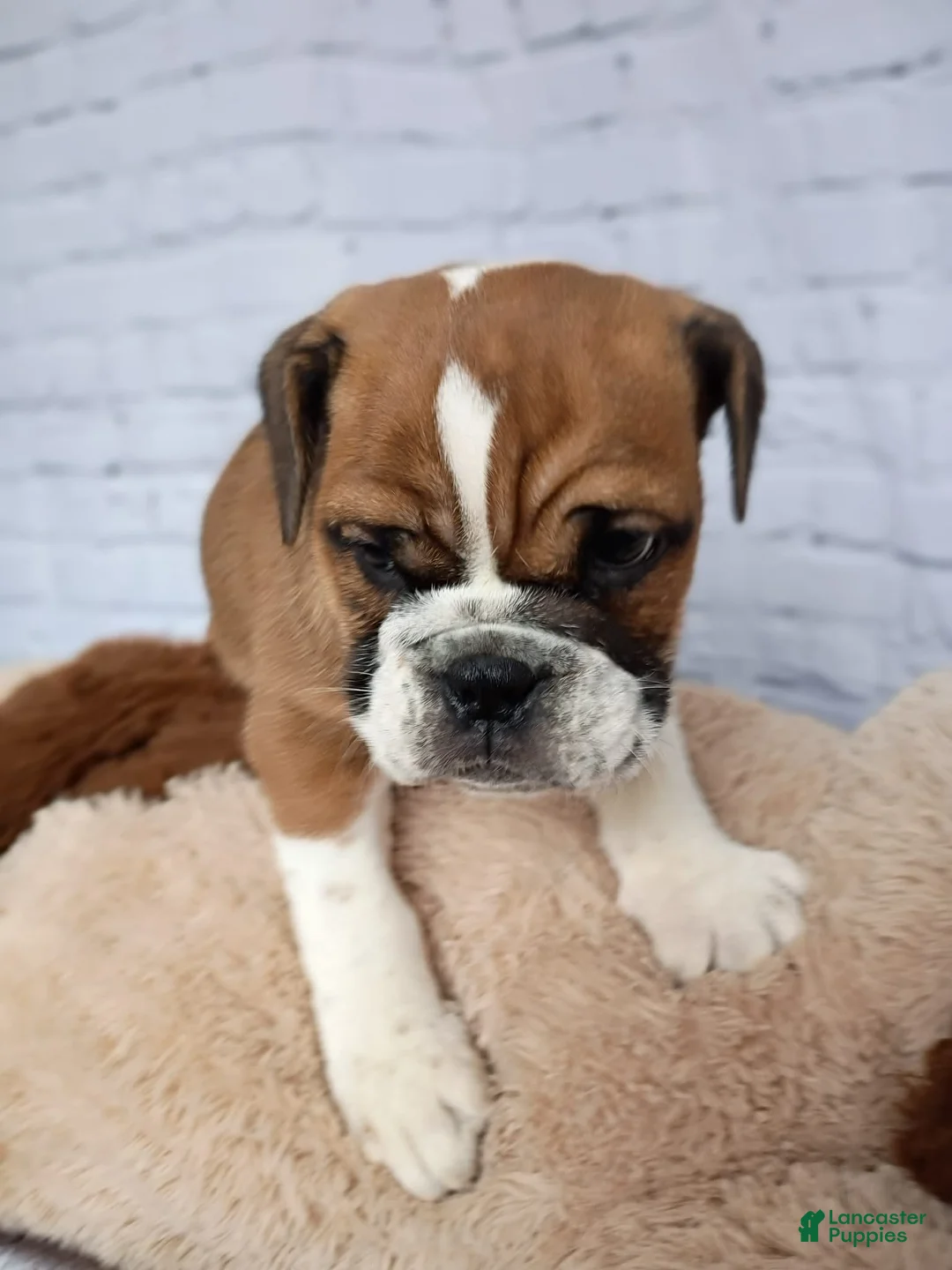 English Bulldog dogs for sale: Char - Ad 5