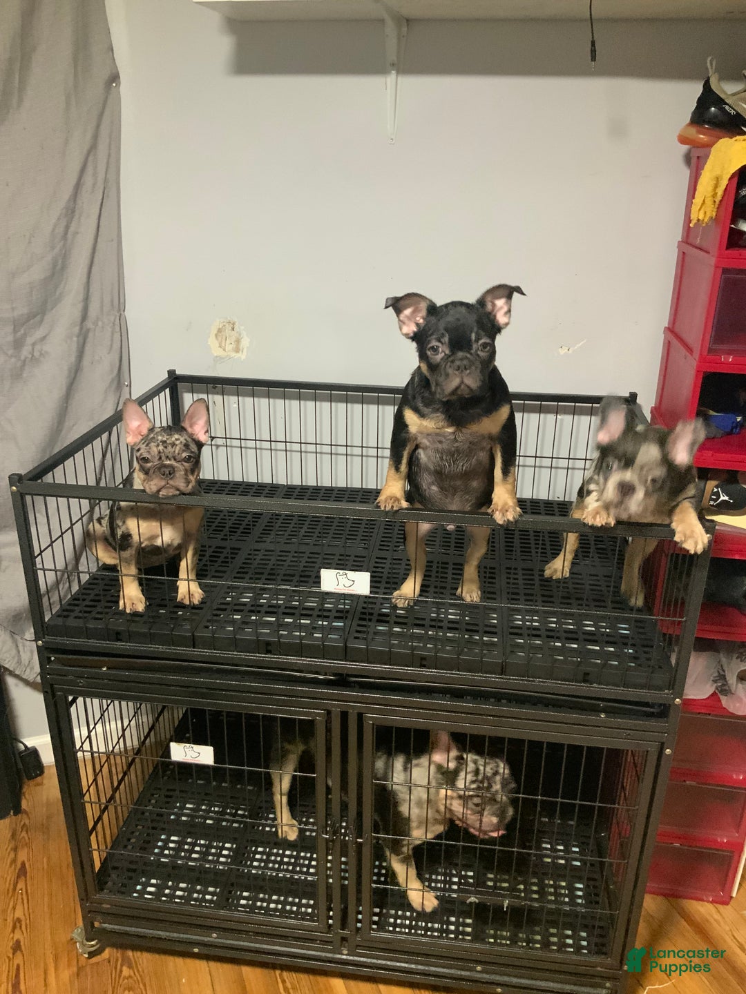 Gallery Image {{count}}