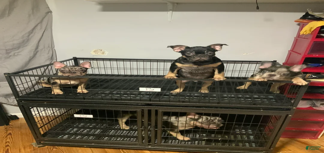 Gallery Image {{count}}