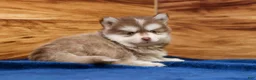 Pomsky dogs for sale: Prince - Ad 4