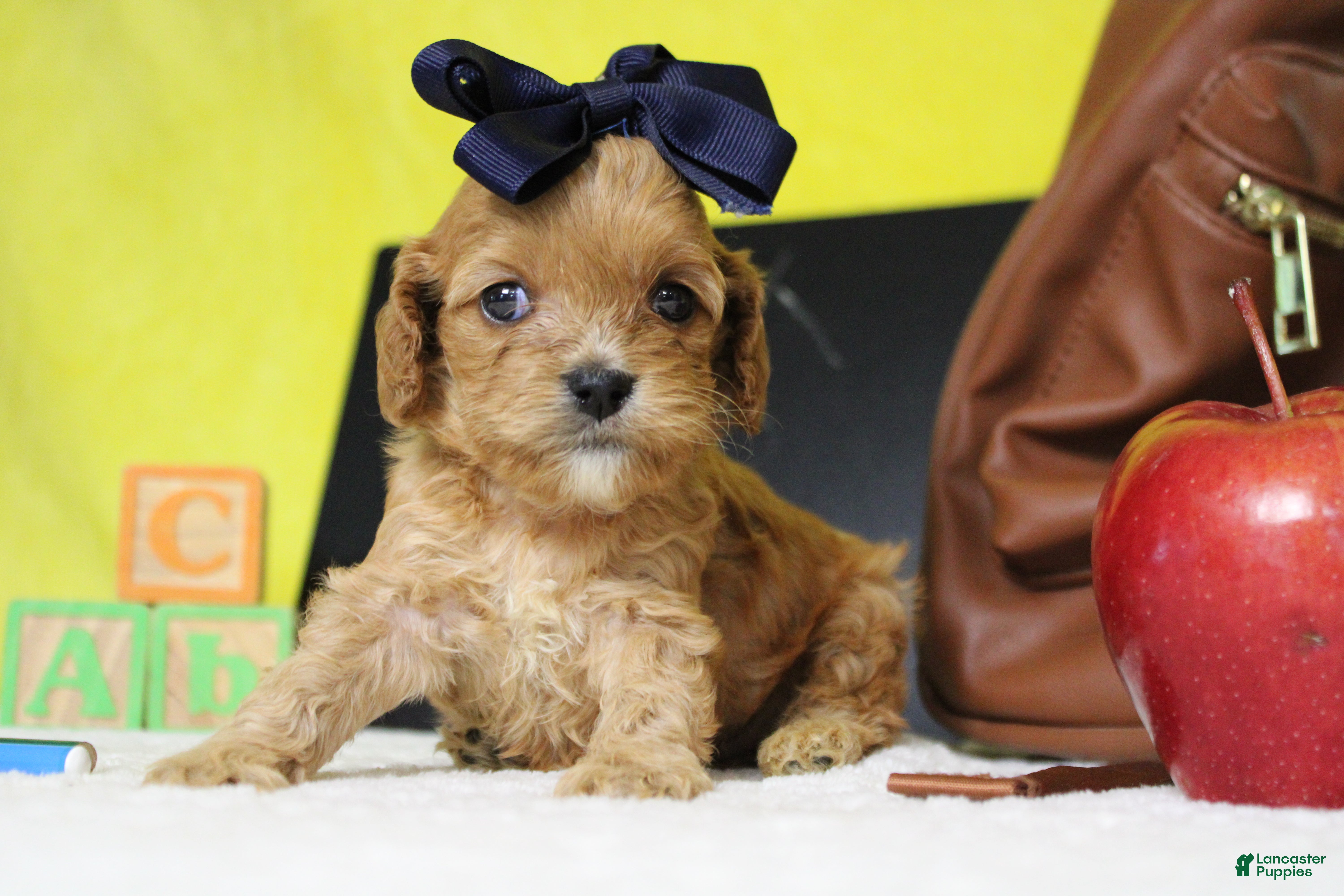 Cockapoo dogs Maddie - Ad 13