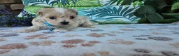 Maltipoo dogs for sale: Rocky - Ad 7