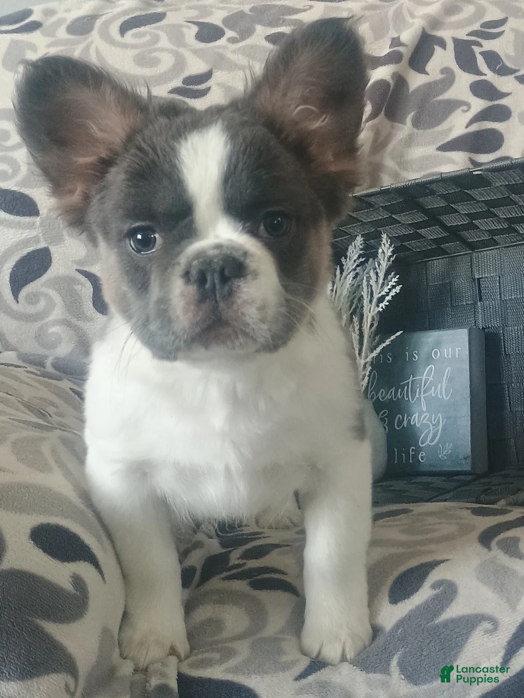 French Bulldog dogs for sale: Fluffy Tulip  - Ad 3