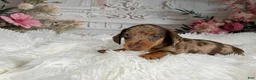 Miniature Dachshund dogs for sale: AKC-Charlotte - Ad 5