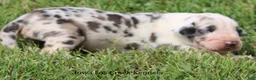 Great Dane dogs for sale: Great Dane 2 - Ad 2
