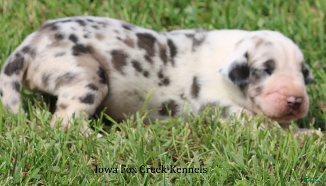 Great Dane dogs for sale: Great Dane 2 - Ad 2