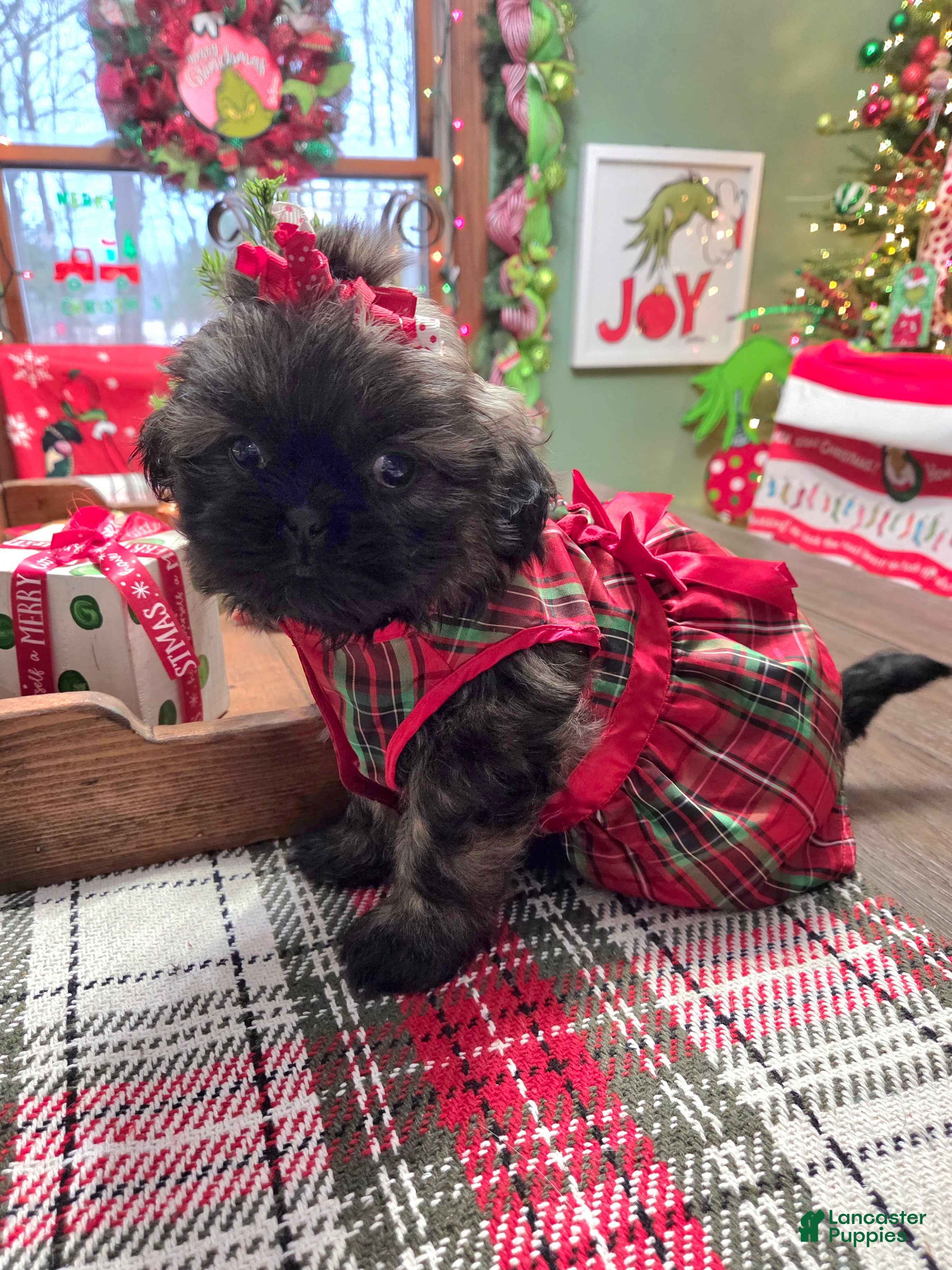 Shih Tzu dogs MARTHA MAY  - Ad 4