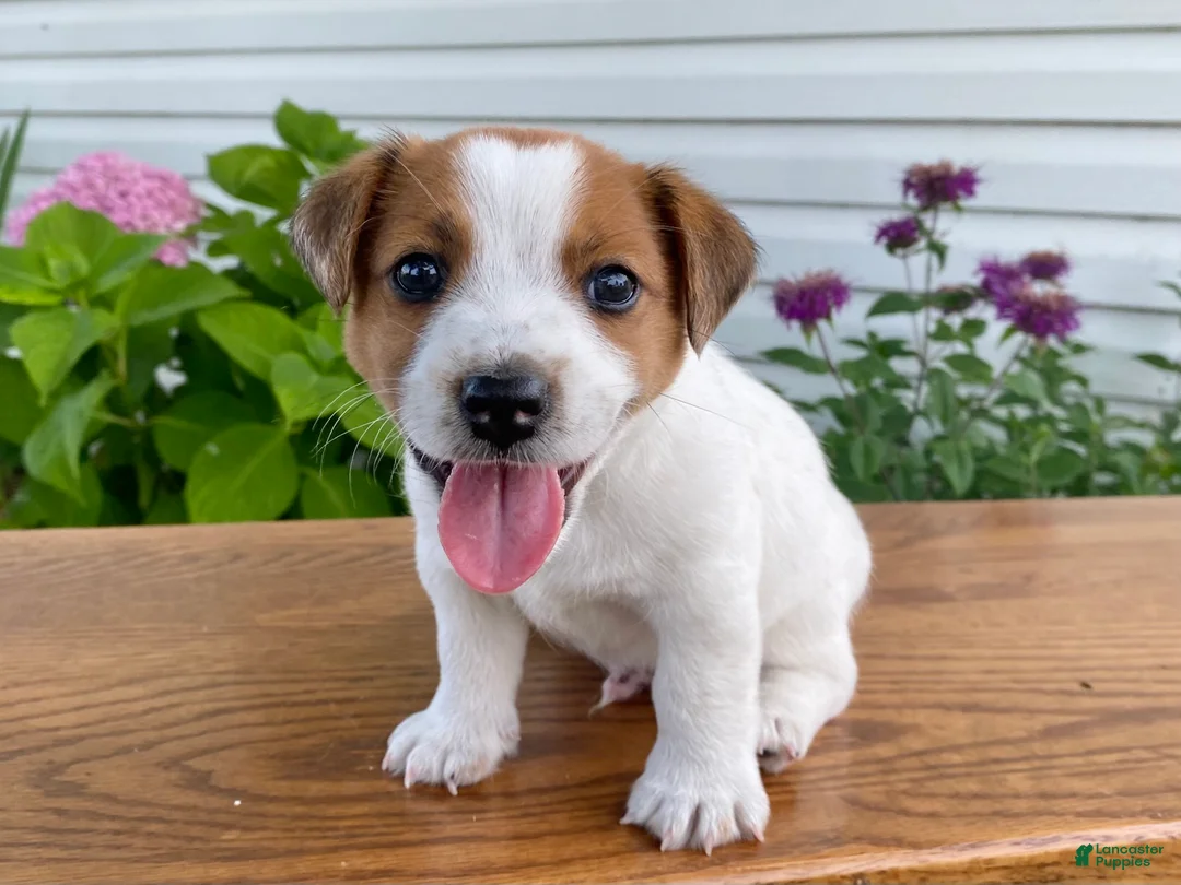 Jack Russell Terrier dogs for sale: Moko - Ad 1